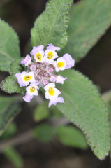 Lippia junelliana