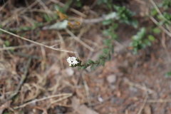 Oxylobus arbutifolius
