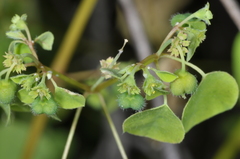 Euphorbia sciadophila
