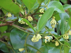 Artabotrys monteiroae