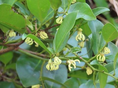 Artabotrys monteiroae