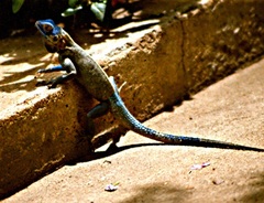 Agama mucosoensis