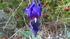 Irideae