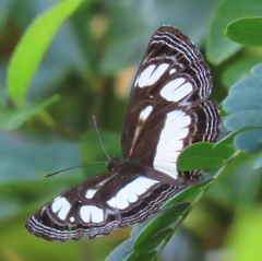 Neptis goochii