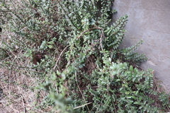 Oxylobus arbutifolius