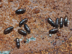 Crypturgus hispidulus