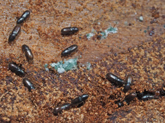 Crypturgus hispidulus