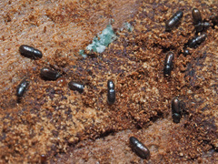 Crypturgus hispidulus