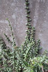 Oxylobus arbutifolius