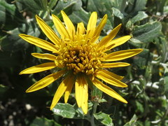 Berkheya fruticosa
