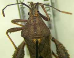 Piezogaster tetricus