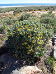 Berkheya fruticosa