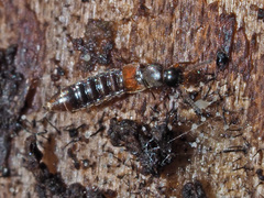 Phloeopora testacea