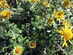 Berkheya fruticosa