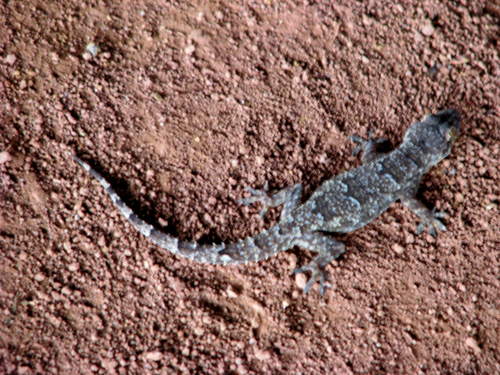 Tropical House Gecko
