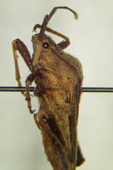 Piezogaster tetricus