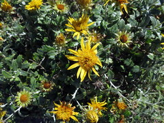 Berkheya fruticosa