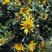 Berkheya fruticosa - Photo (c) Gigi Laidler,  זכויות יוצרים חלקיות (CC BY-NC), uploaded by Gigi Laidler
