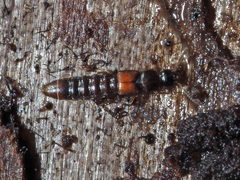 Phloeopora testacea