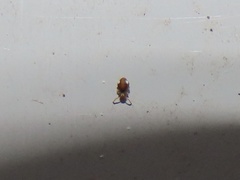 Sminthurinus quadrimaculatus