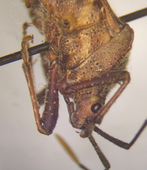 Piezogaster tetricus