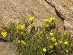 Rhynchopsidium pumilum