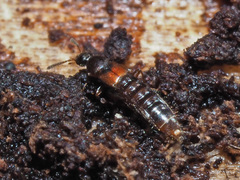 Phloeopora testacea