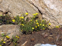 Rhynchopsidium pumilum