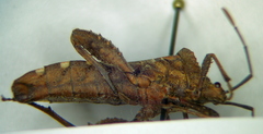 Piezogaster tetricus