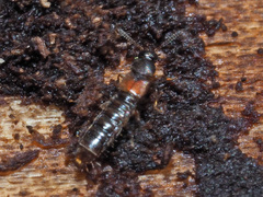 Phloeopora testacea