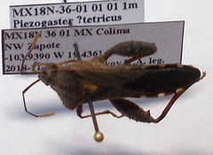 Piezogaster tetricus