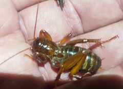 Stenopelmatus piceiventris