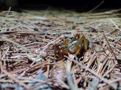 Stenopelmatus piceiventris