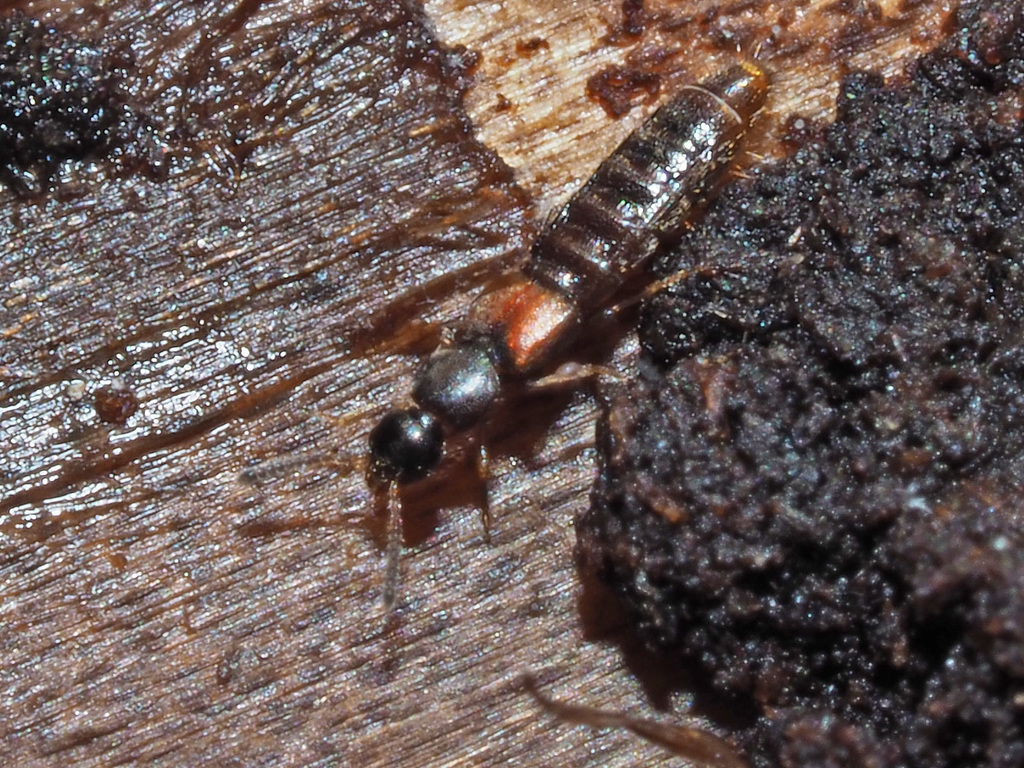 Phloeopora
