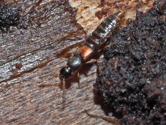 Phloeopora testacea