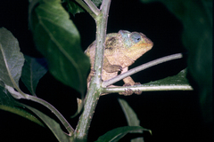 Chamaeleonidae