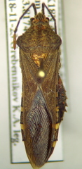 Piezogaster tetricus