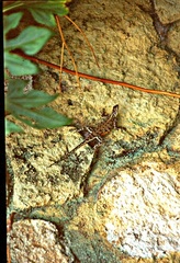Agama kirkii