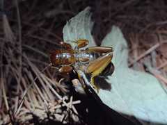 Stenopelmatus piceiventris