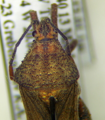 Piezogaster tetricus