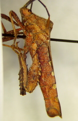 Piezogaster tetricus