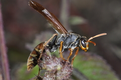 Polistes billardieri