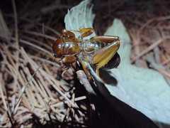 Stenopelmatus piceiventris