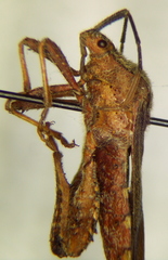 Piezogaster tetricus
