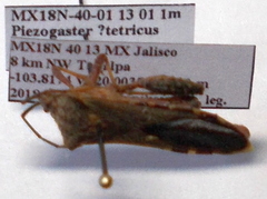 Piezogaster tetricus
