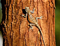 Acanthocercus branchi