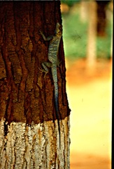 Acanthocercus branchi