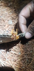 Stenopelmatus piceiventris