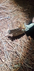 Stenopelmatus piceiventris