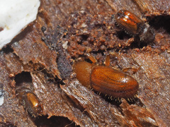 Dryocoetes autographus